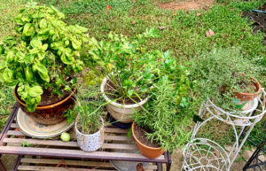 Growing herbs for your kitchen